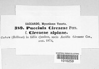 Puccinia circaeae image